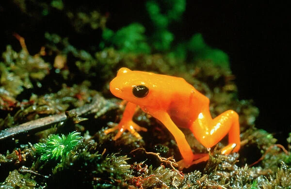 Gold Mantella  /  Frog. Madagascar