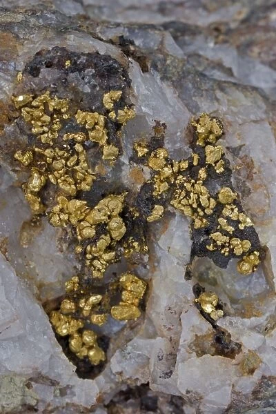 Gold Specimen - Bendigo - Victoria - Australia - Specimen found in the 1800's