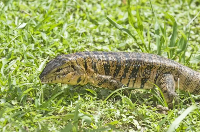 Framed Print : Gold Tegu Lizard - Head and body - Asa Wright Centre - Trinidad