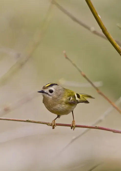 Framed Print : Goldcrest - in display pose - Bedfordshire UK 9496 Framed Print : Goldcrest - in display pose - Bedfordshire UK 9496