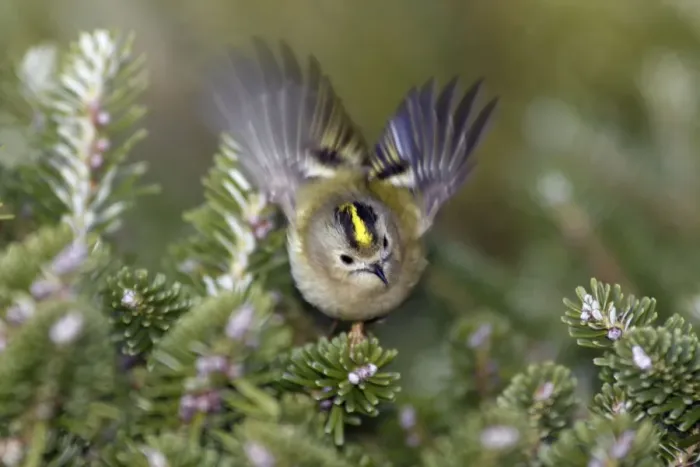 Framed Print : Goldcrest - flickering wings in display, Lower Saxony, Germany Framed Print : Goldcrest - flickering wings in display, Lower Saxony, Germany