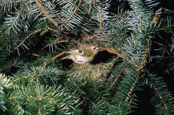 Goldcrest - at nest