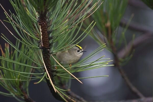 Goldcrest - on the North Norfolk coast perched in Scots Pine early morning - November - North Norfolk - U. K