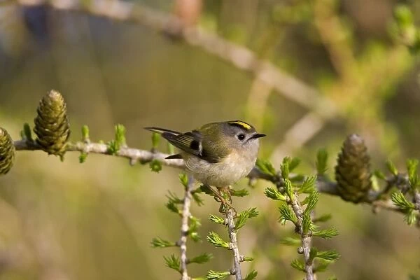 Goldcrest - perched in Common Larch - Breckland - Norfolk - UK