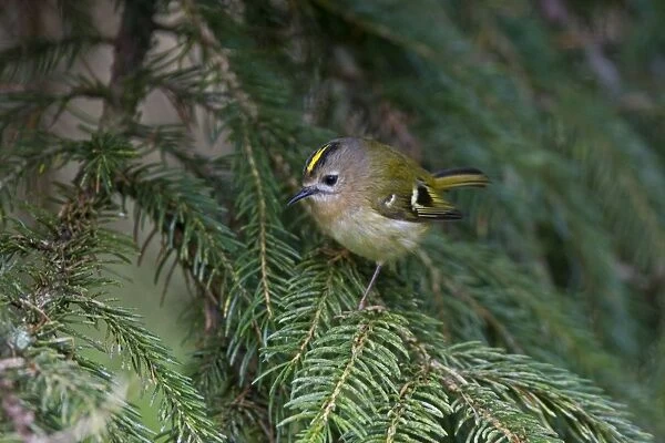 Goldcrest - perched in Norway Spruce early April - Breckland - Norfolk - UK