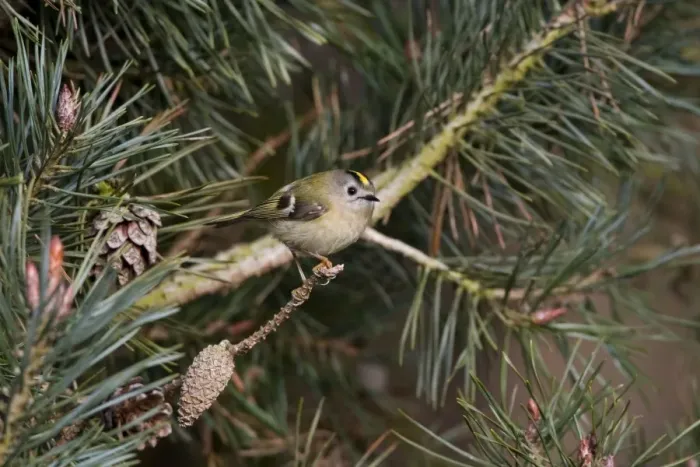 Framed Print : Goldcrest -perched in Scots Pine - April - Breckland - Norfolk - U. K Framed Print : Goldcrest -perched in Scots Pine - April - Breckland - Norfolk - U. K