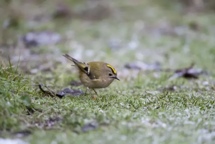 Framed Print : Goldcrest - picking up crumbs from below bird table in a hard frost - January - Breckland - Norfolk - UK Framed Print : Goldcrest - picking up crumbs from below bird table in a hard frost - January - Breckland - Norfolk - UK