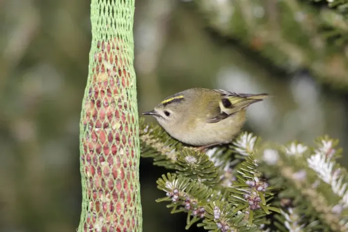 Framed Print : Goldcrest - picking food from titmice feeder in winter, Lower Saxony, Germany Framed Print : Goldcrest - picking food from titmice feeder in winter, Lower Saxony, Germany