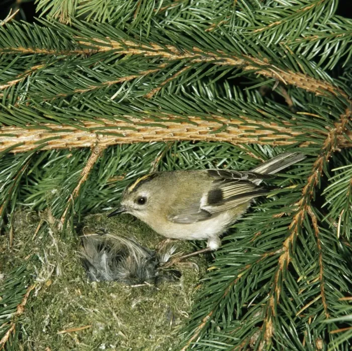Framed Print : Goldcrest RTS 1371 At nest Regulus regulus © Robert T. Smith / ARDEA LONDON Framed Print : Goldcrest RTS 1371 At nest Regulus regulus © Robert T. Smith / ARDEA LONDON