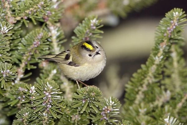 Goldcrest - searching for food in fir tree, Lower Saxony, Germany