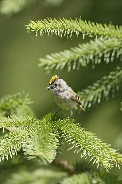 Goldcrest - singing from fir tree - Bedfordshire - UK 007458