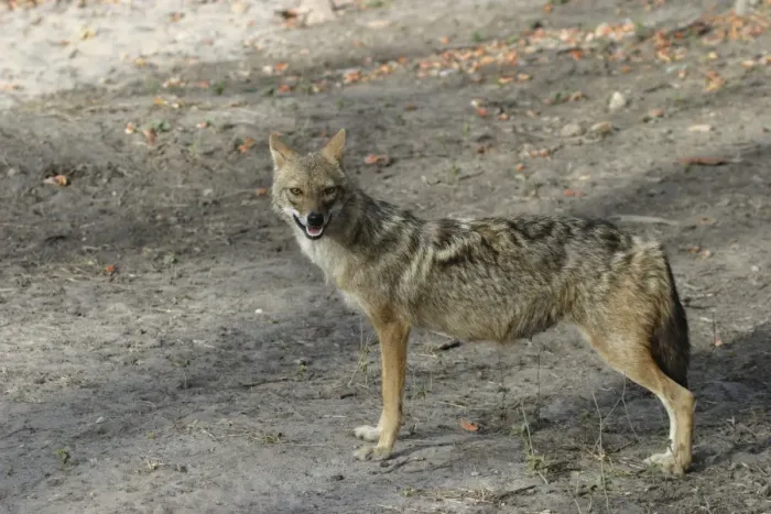 Framed Print : Golden / Asiatic Jackal - female in side profile Bandhavgarh NP, India Order: Carnivora Fm: Canidae Framed Print : Golden / Asiatic Jackal - female in side profile Bandhavgarh NP, India Order: Carnivora Fm: Canidae