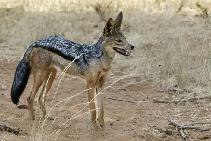 Framed Print : Golden / Asiatic Jackal. Maasai Mara National Park - Kenya - Africa Framed Print : Golden / Asiatic Jackal. Maasai Mara National Park - Kenya - Africa
