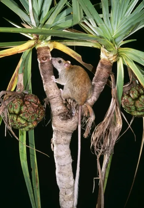 Framed Print : Golden Backed Tree Rat JPF 8161 Northern territory and Kimberley, Australia. Nests in Pandanus Mesmbriomys macrurus © Jean-Paul Ferrero / ARDEA LONDON Framed Print : Golden Backed Tree Rat JPF 8161 Northern territory and Kimberley, Australia. Nests in Pandanus Mesmbriomys macrurus © Jean-Paul Ferrero / ARDEA LONDON