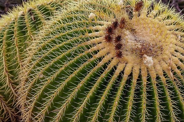 Golden Barrel Cactus at the Arizona Sonoran Desert Museum in Tucson, Arizona, USA Date: 08-03-2021