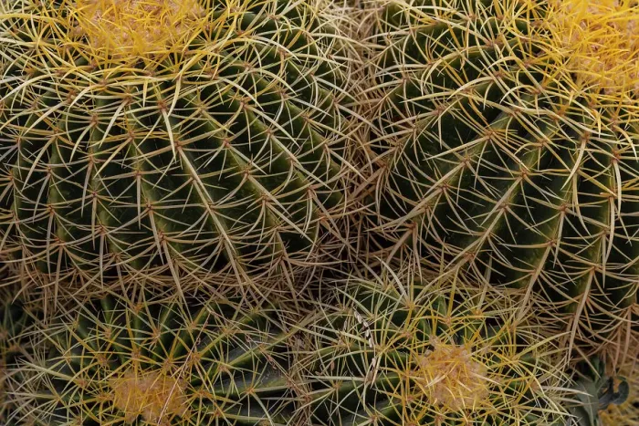 Framed Print : Golden Barrel Cactus at the Arizona Sonoran Desert Museum in Tucson, Arizona, USA Date: 08-03-2021 Framed Print : Golden Barrel Cactus at the Arizona Sonoran Desert Museum in Tucson, Arizona, USA Date: 08-03-2021