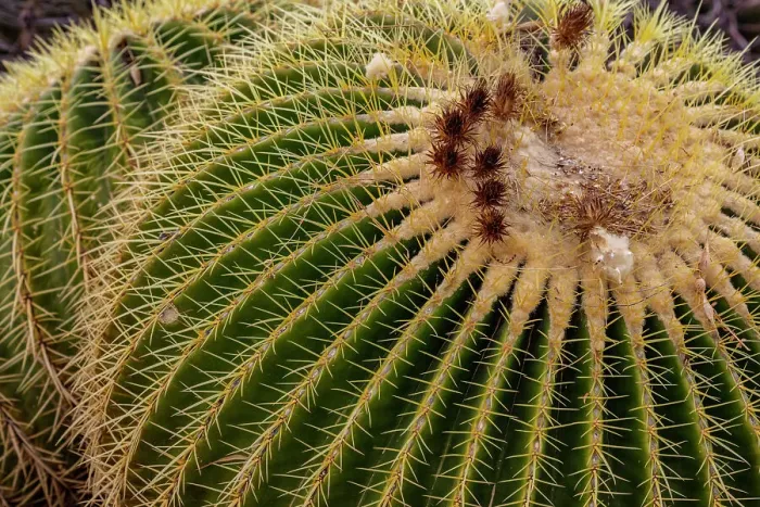 Framed Print : Golden Barrel Cactus at the Arizona Sonoran Desert Museum in Tucson, Arizona, USA Date: 08-03-2021 Framed Print : Golden Barrel Cactus at the Arizona Sonoran Desert Museum in Tucson, Arizona, USA Date: 08-03-2021