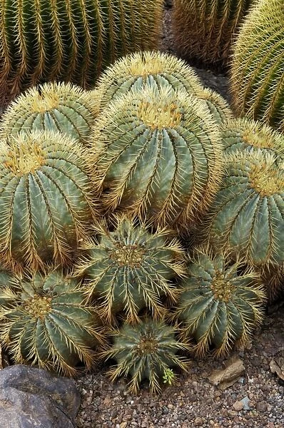 Golden Barrel Cactus - Jardin de la Marquesa Botanical Gardens, Arucas, Gran Canaria. February. A garden devoted almost entirely to cactus growing