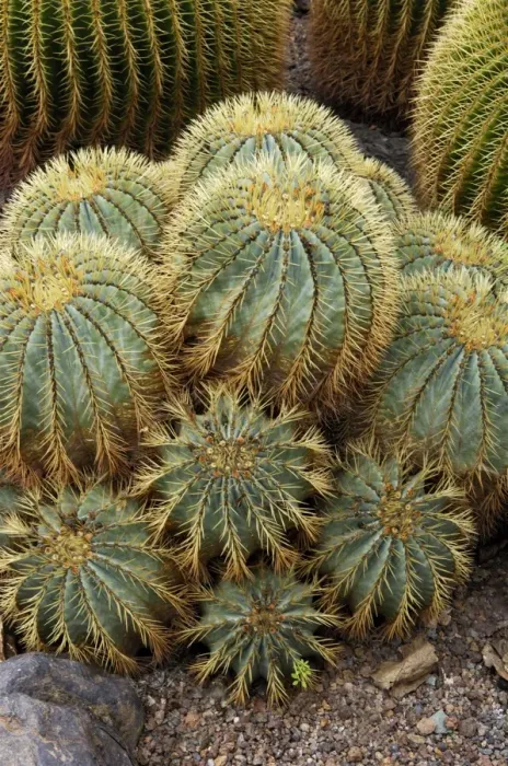 Framed Print : Golden Barrel Cactus - Jardin de la Marquesa Botanical Gardens, Arucas, Gran Canaria. February. A garden devoted almost entirely to cactus growing Framed Print : Golden Barrel Cactus - Jardin de la Marquesa Botanical Gardens, Arucas, Gran Canaria. February. A garden devoted almost entirely to cactus growing