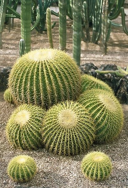 Golden Barrel Cactus Mexico