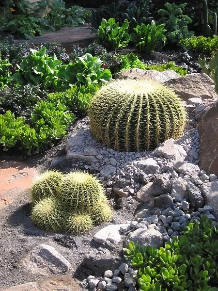 Golden Barrel Cactus - Mother-in-laws seat / cushion