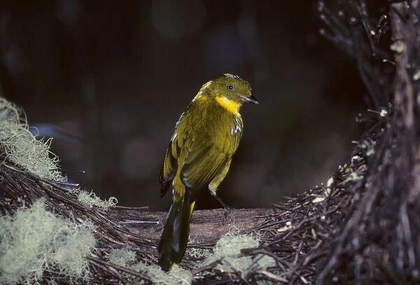 Golden Bowerbird - at Bower Atherton Tablelands, Queensland, Australia BI005148
