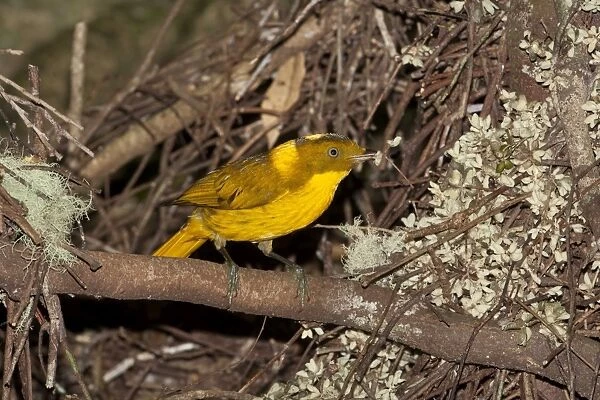 Golden Bowerbird - carrying a small twig with 2