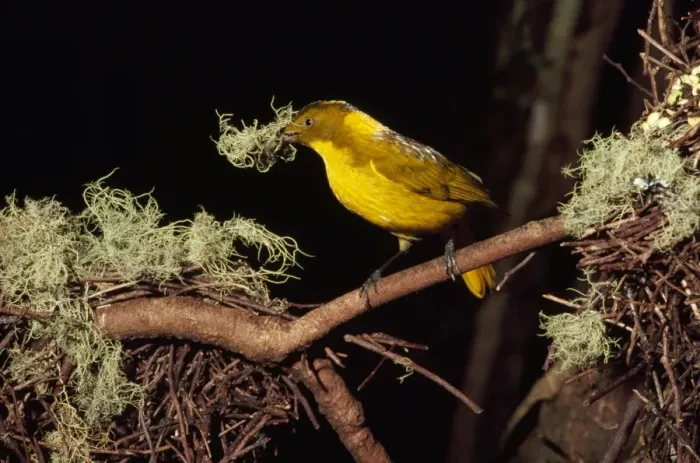 Framed Print : Golden Bowerbird - male Mount Lewis, Queensland, Australia Framed Print : Golden Bowerbird - male Mount Lewis, Queensland, Australia