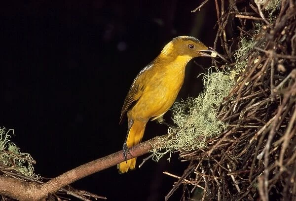 Golden Bowerbird - about to place fruit onto larder Mt Lewis North Queensland, Australia