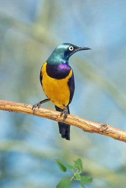 Golden-breasted Starling formerly known as: cosmopsarus regius