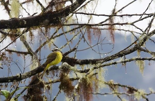 Golden-crowned Flycatcher - on moss and lichen-covered branch in cloud forest, Ecuador