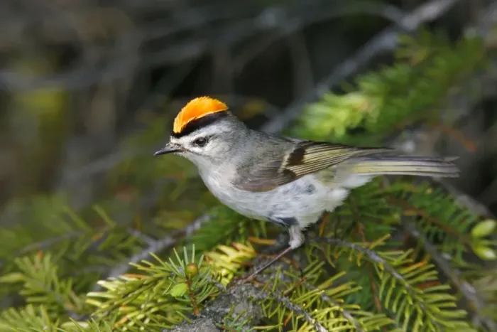 Framed Print : Golden-crowned Kinglet Framed Print : Golden-crowned Kinglet
