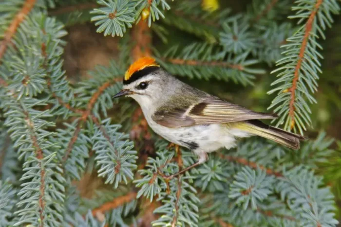Framed Print : Golden-crowned Kinglet Framed Print : Golden-crowned Kinglet