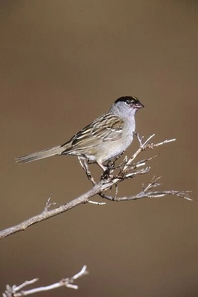 Golden-crowned Sparrow, USA
