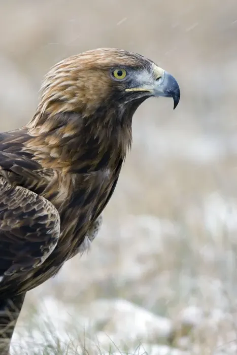 Framed Print : Golden Eagle