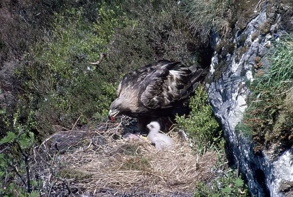 Golden Eagle - adult on nest with meat in beak feeding young