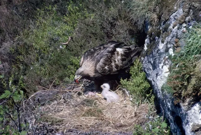Framed Print : Golden Eagle - adult on nest with meat in beak feeding young