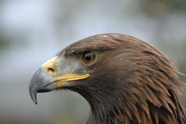 Golden Eagle - close-up of head