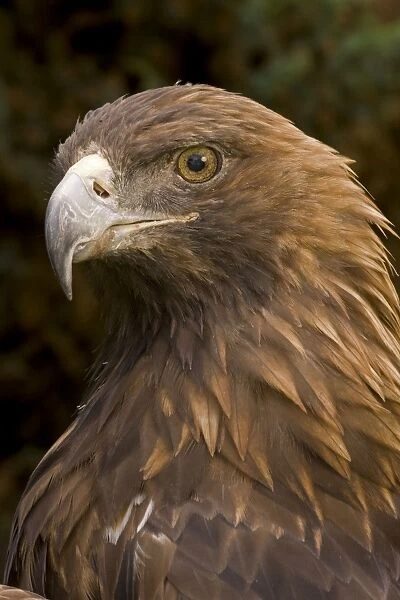 Golden Eagle - Close-up of head - Europe