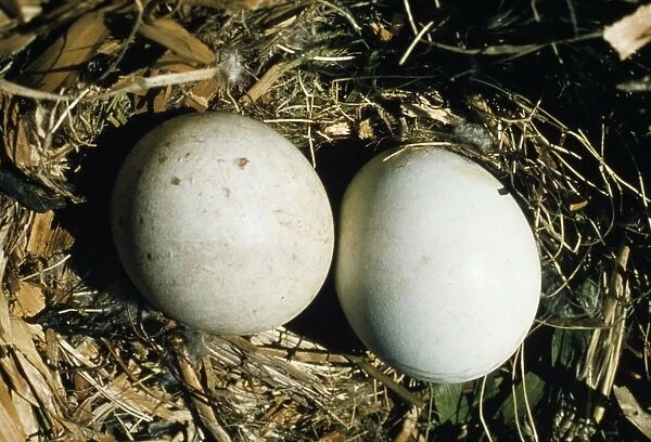 Golden Eagle - two eggs in nest