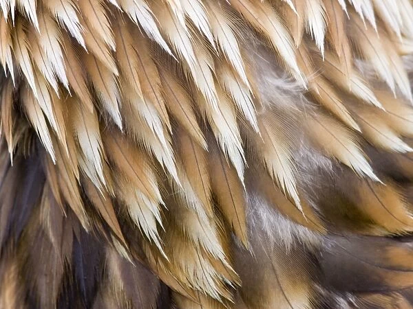 Golden Eagle Feathers