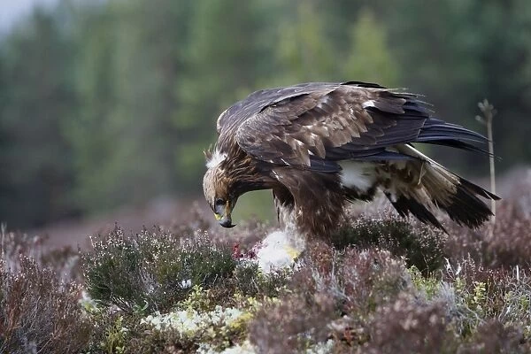 Golden Eagle - feeding on hare. Scottish Moor - Aviemore - Scotland