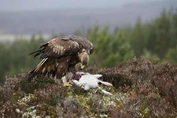 Golden Eagle - feeding on hare. Scottish Moor - Aviemore - Scotland