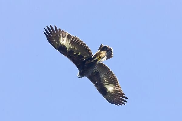 Golden Eagle - in flight - Connecticut - October - USA