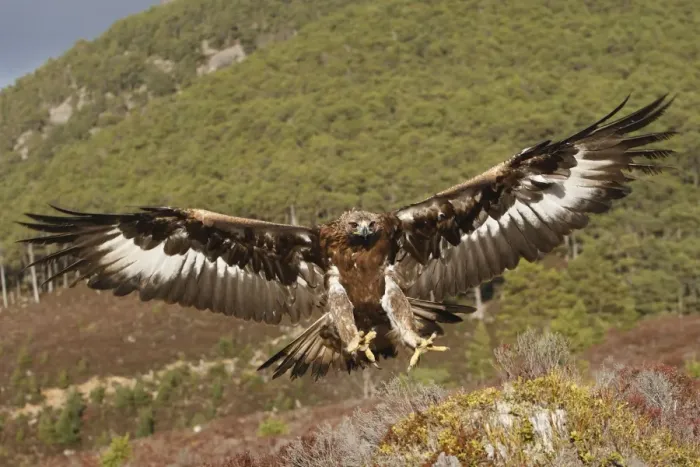 Framed Print : Golden Eagle - in flight - landing. Scottish Moor - Aviemore - Scotland Framed Print : Golden Eagle - in flight - landing. Scottish Moor - Aviemore - Scotland