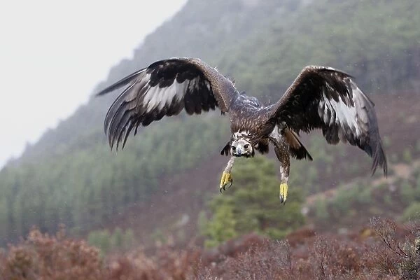 Golden Eagle - in flight. Scottish Moor - Aviemore - Scotland
