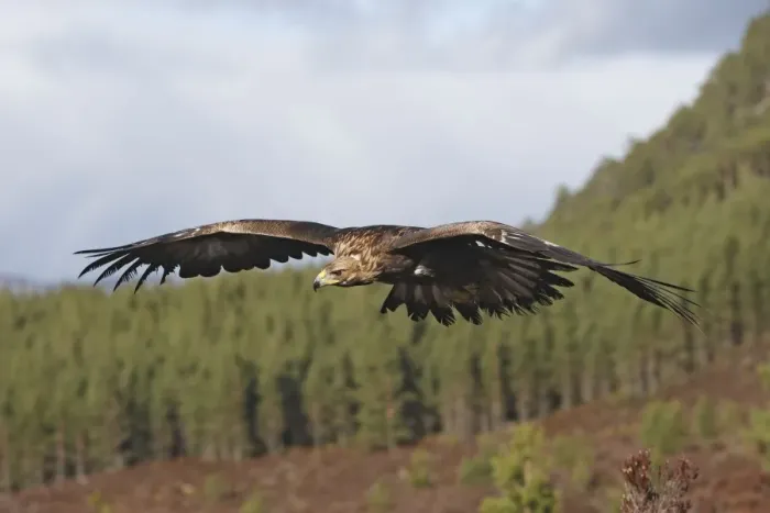 Framed Print : Golden Eagle - in flight. Scottish Moor - Aviemore - Scotland Framed Print : Golden Eagle - in flight. Scottish Moor - Aviemore - Scotland