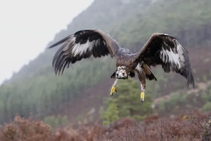 Framed Print : Golden Eagle - in flight. Scottish Moor - Aviemore - Scotland Framed Print : Golden Eagle - in flight. Scottish Moor - Aviemore - Scotland