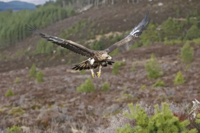 Framed Print : Golden Eagle - in flight. Scottish Moor - Aviemore - Scotland Framed Print : Golden Eagle - in flight. Scottish Moor - Aviemore - Scotland