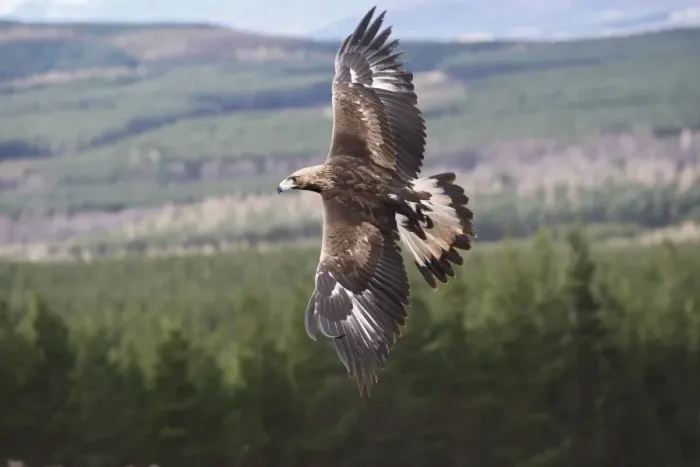 Framed Print : Golden Eagle - in flight. Scottish Moor - Aviemore - Scotland Framed Print : Golden Eagle - in flight. Scottish Moor - Aviemore - Scotland